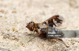 Attēlu rezultāti vaicājumam “Exoprosopa capucina”