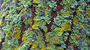 Attēlu rezultāti vaicājumam “Caloplaca scopularis”