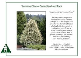 Attēlu rezultāti vaicājumam “Tsuga canadensis”