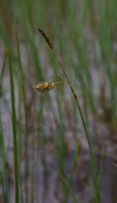 Attēlu rezultāti vaicājumam “Carex limosa”