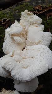 Attēlu rezultāti vaicājumam “Hericium cirrhatum”