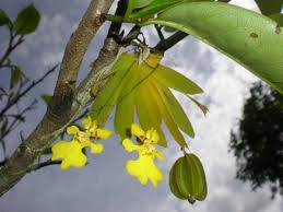 Attēlu rezultāti vaicājumam “Heyderia pusilla”