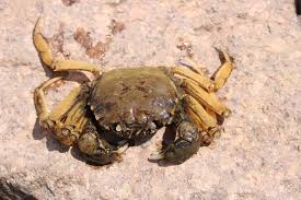 Image result for Eriocheir sinensis