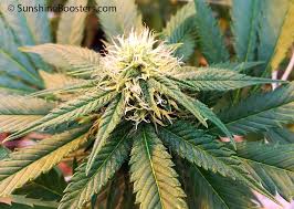 Attēlu rezultāti vaicājumam “Cannabis sativa fruit”