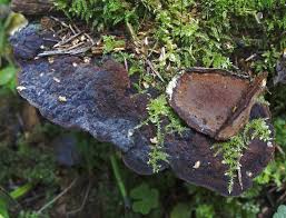 Attēlu rezultāti vaicājumam “Phellinus nigrolimitatus”