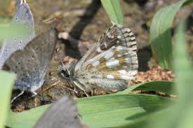 Attēlu rezultāti vaicājumam “Pyrgus alveus upperside”
