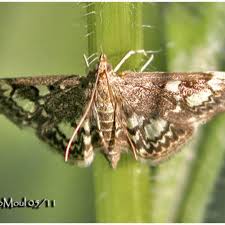 Attēlu rezultāti vaicājumam “Anania coronata”