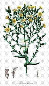 Attēlu rezultāti vaicājumam “Lactuca sativa flower”