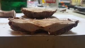 Attēlu rezultāti vaicājumam “Stemonitopsis hyperopta var. landewaldii stalked”