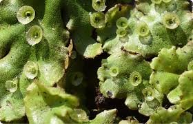 Attēlu rezultāti vaicājumam “Marchantia polymorpha”