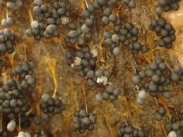 Attēlu rezultāti vaicājumam “Badhamia sp.”