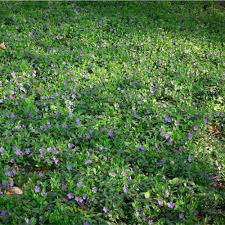 Attēlu rezultāti vaicājumam “Vinca minor flower”