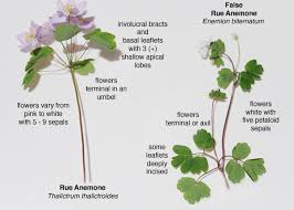 Attēlu rezultāti vaicājumam “Isopyrum thalictroides fruit”