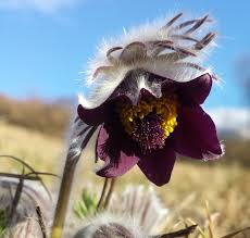 Attēlu rezultāti vaicājumam “Pulsatilla pratensis flower”
