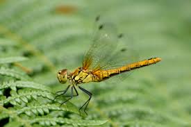 Attēlu rezultāti vaicājumam “Sympetrum sanguineum female”
