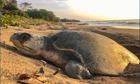 Image result for Lepidochelys olivacea