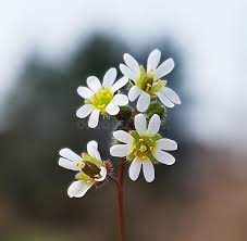 Attēlu rezultāti vaicājumam “Erophila verna flower”