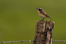 Attēlu rezultāti vaicājumam “Saxicola rubetra juvenile”
