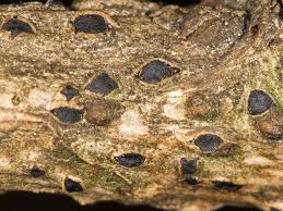 Attēlu rezultāti vaicājumam “Mycosphaerella millegrana”