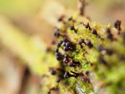 Attēlu rezultāti vaicājumam “Cribraria aurantiaca var. persoonii young”