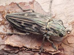 Attēlu rezultāti vaicājumam “Chalcophora mariana”