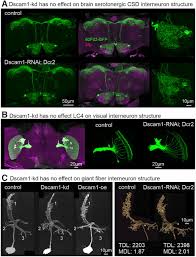 Attēlu rezultāti vaicājumam “Dianema depressum macro”