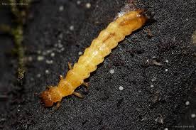 Attēlu rezultāti vaicājumam “Schizotus pectinicornis”