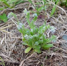 Attēlu rezultāti vaicājumam “Myosotis stricta”
