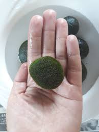 Attēlu rezultāti vaicājumam “Siphoptychium violaceum young”