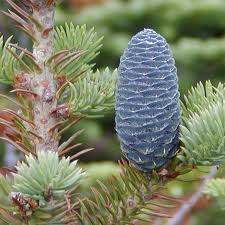 Attēlu rezultāti vaicājumam “Abies balsamea”