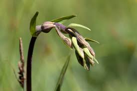 Attēlu rezultāti vaicājumam “Epipactis palustris bud”