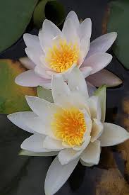 Attēlu rezultāti vaicājumam “Nymphaea candida flower”