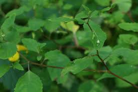 Attēlu rezultāti vaicājumam “Impatiens noli-tangere leaf”