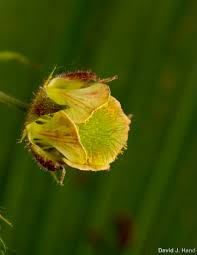 Attēlu rezultāti vaicājumam “Geum rivale bud”
