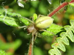Attēlu rezultāti vaicājumam “Cheiracanthium sp.”
