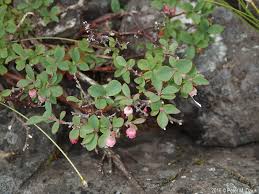 Attēlu rezultāti vaicājumam “Vaccinium uliginosum flower”