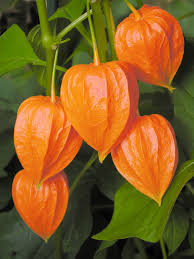 Attēlu rezultāti vaicājumam “Physalis alkekengi flower”