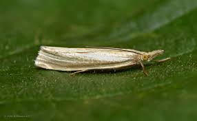 Attēlu rezultāti vaicājumam “Crambus silvella”