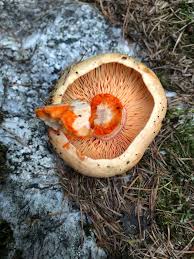 Attēlu rezultāti vaicājumam “Lactarius deliciosus”