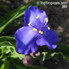 Attēlu rezultāti vaicājumam “Tradescantia virginiana flower”