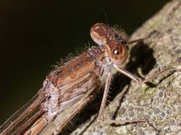 Attēlu rezultāti vaicājumam “Sympecma paedisca”