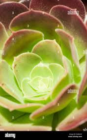 Attēlu rezultāti vaicājumam “Eryngium planum leaf”