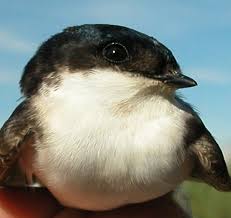 Attēlu rezultāti vaicājumam “Delichon urbicum adult”