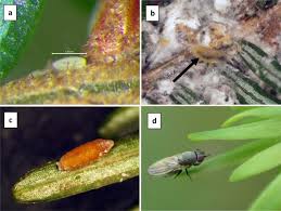 Attēlu rezultāti vaicājumam “Adelges laricis nymph”