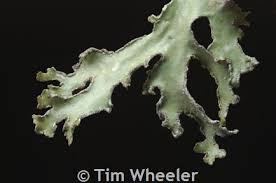 Attēlu rezultāti vaicājumam “Tuckermannopsis chlorophylla”