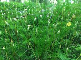 Attēlu rezultāti vaicājumam “Funariales”