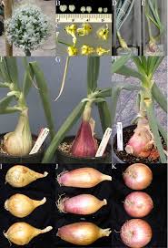 Attēlu rezultāti vaicājumam “Allium cepa bud”