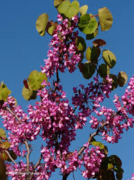 Attēlu rezultāti vaicājumam “Cercis siliquastrum”