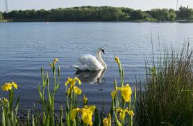 Image result for South Yorkshire Swans