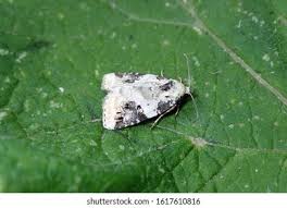 Attēlu rezultāti vaicājumam “Agrochola litura imago”